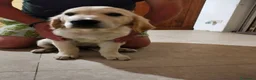 Golden Retriever cani in vendita: Femmina e maschio Golden retriever  - Annuncio 4