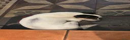 Jack Russell cani in regalo: Adozione del cuore - Annuncio 2