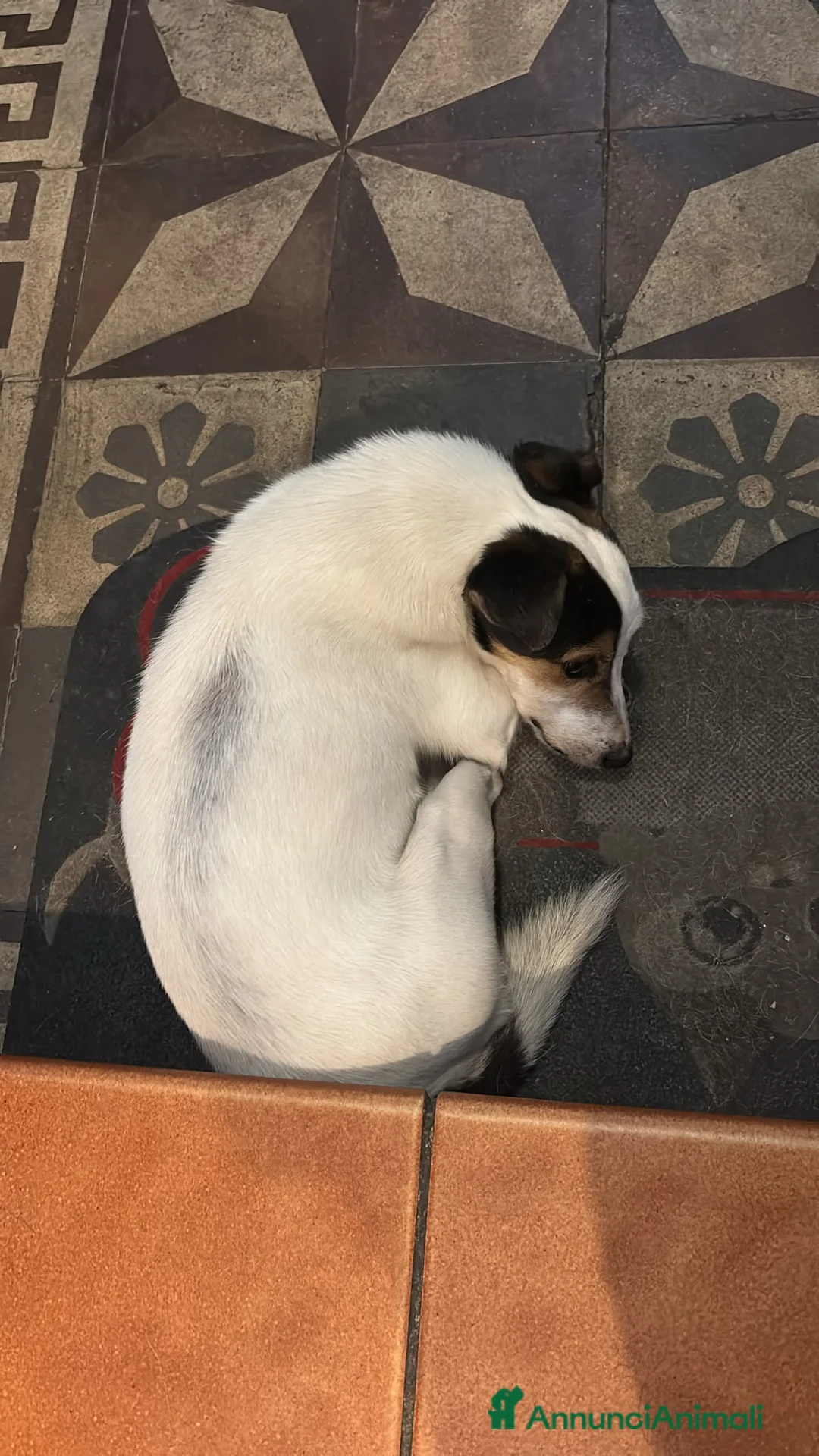 Jack Russell cani in regalo: Adozione del cuore - Annuncio 2