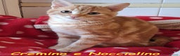 Europeo gatti in regalo: CREMINO E NOCCIOLINO - Annuncio 1
