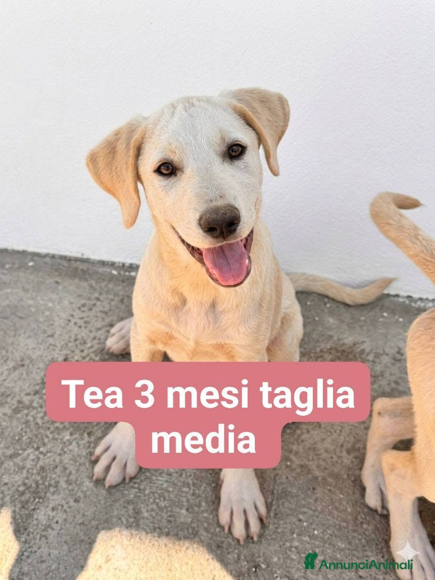 Meticcio cani Tea.. - Annuncio 3