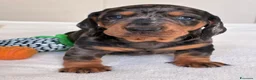 Bassotto cani in vendita: bassottina arlecchino  - Annuncio 19