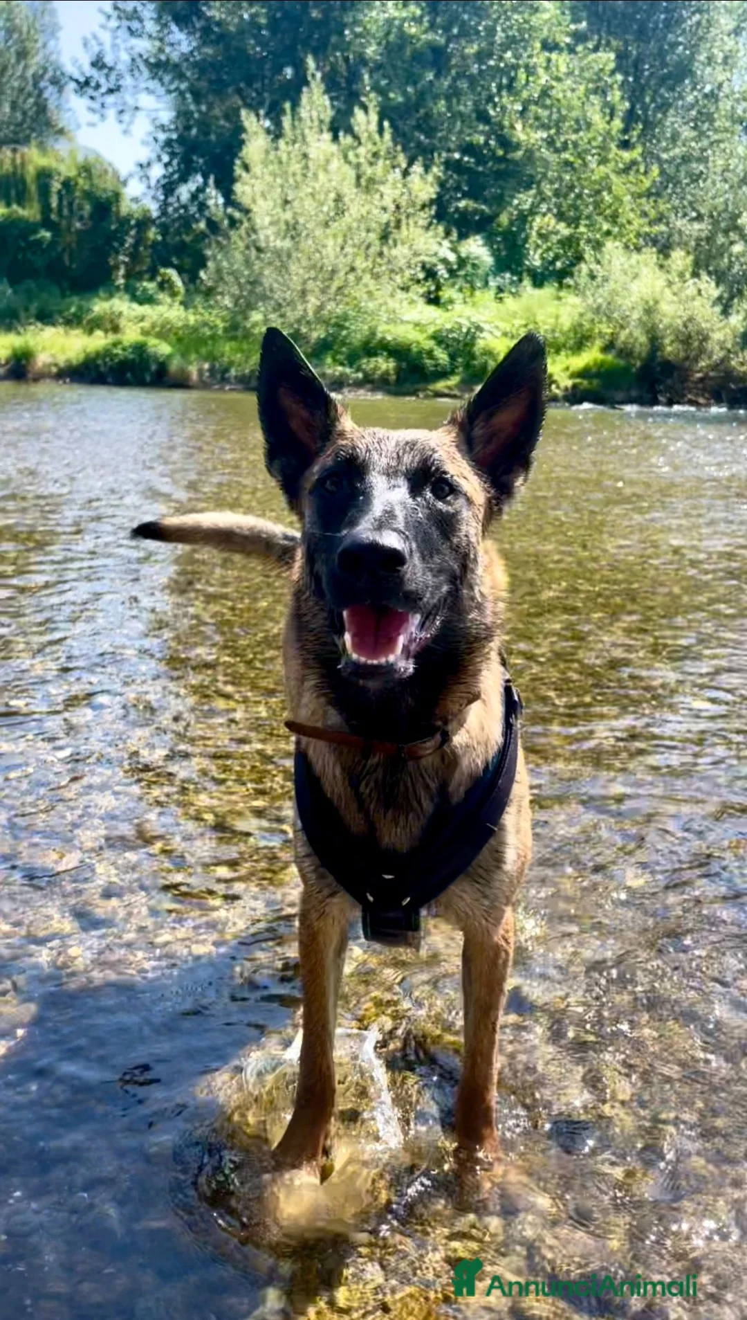 Immagine della galleria {{count}}