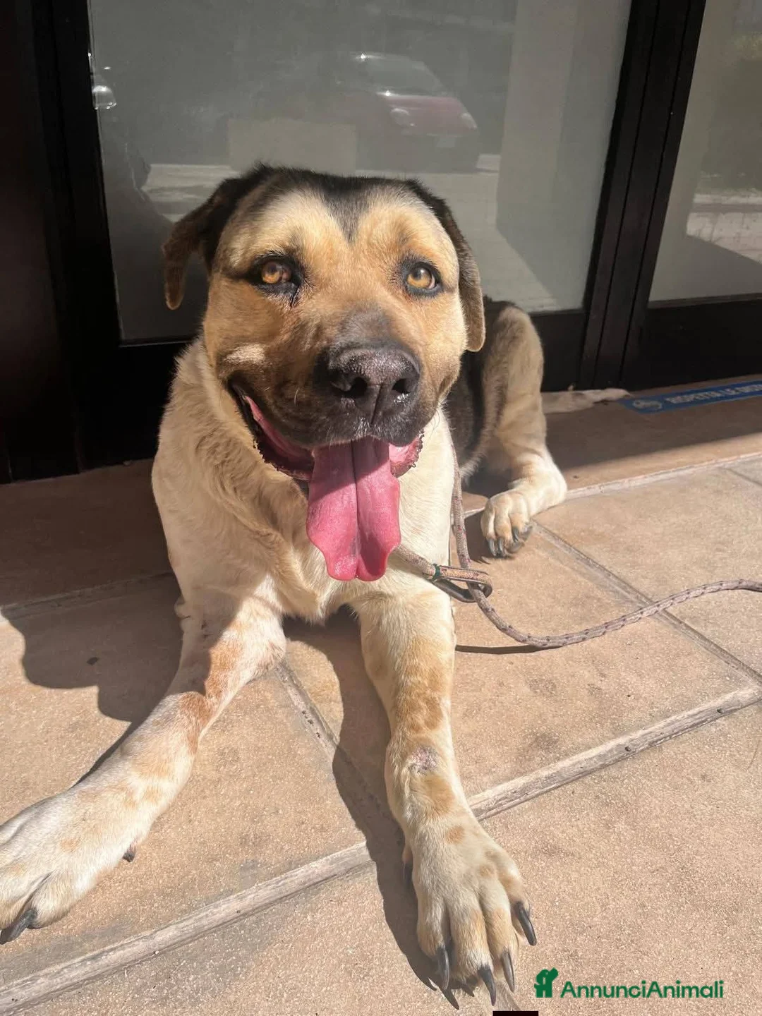 Meticcio cani in regalo: Pablo, cagnolone dolce, in cerca d amore - Annuncio 9