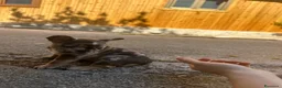 Bulldog Francese cani in vendita: bulldog francese blue merlè e 2 nere tigrate - Annuncio 8