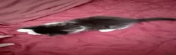 Maine Coon gatti in vendita: Maschietto MaineCoon : Aquila - Annuncio 7