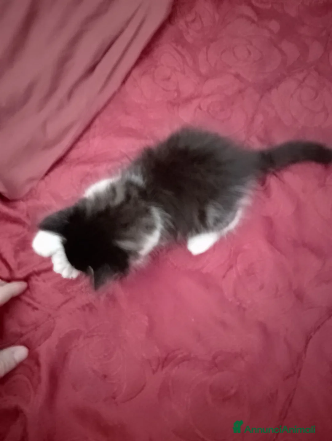 Maine Coon gatti in vendita: Maschietto MaineCoon : Aquila - Annuncio 7