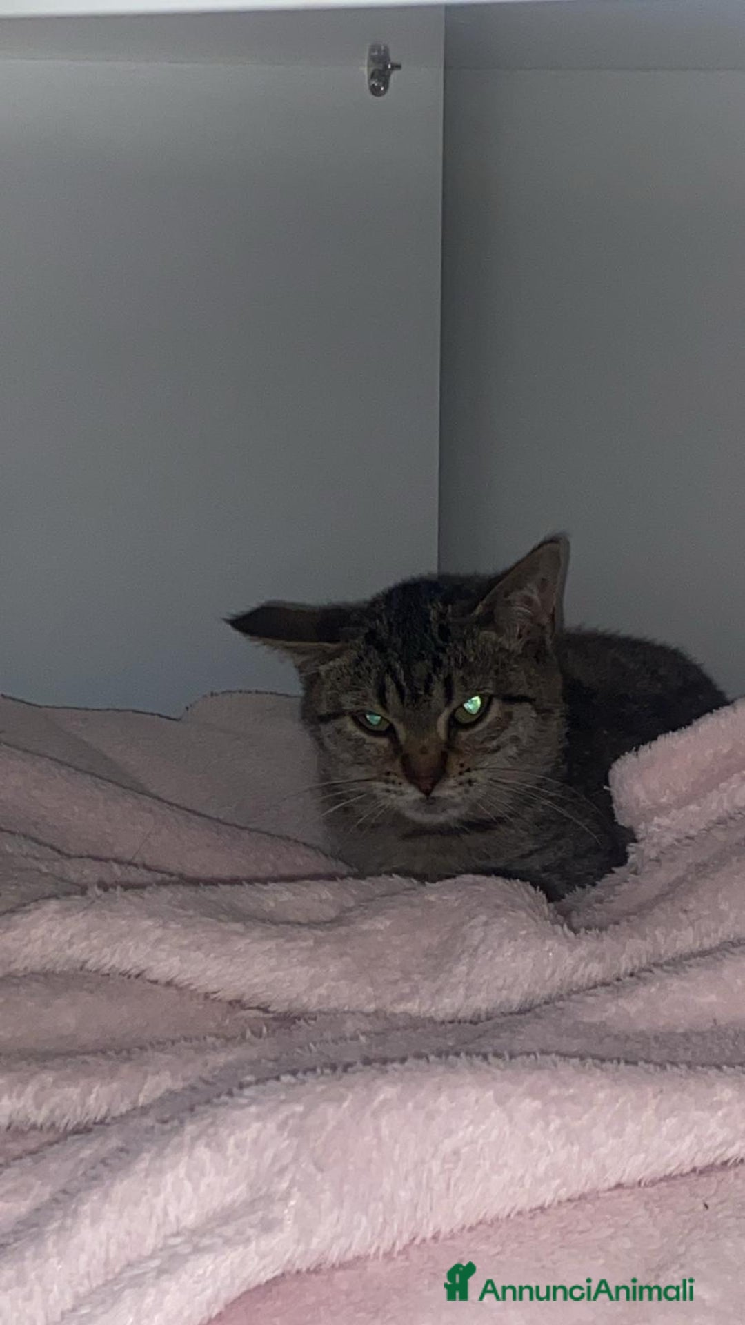 Europeo gatti in regalo: Tigratina dolce  - Annuncio 3