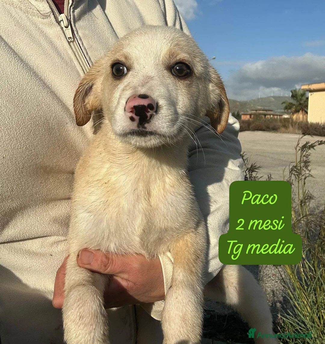 Meticcio cani in regalo: Cuccioli cercano urgentemente adozione - Annuncio 8