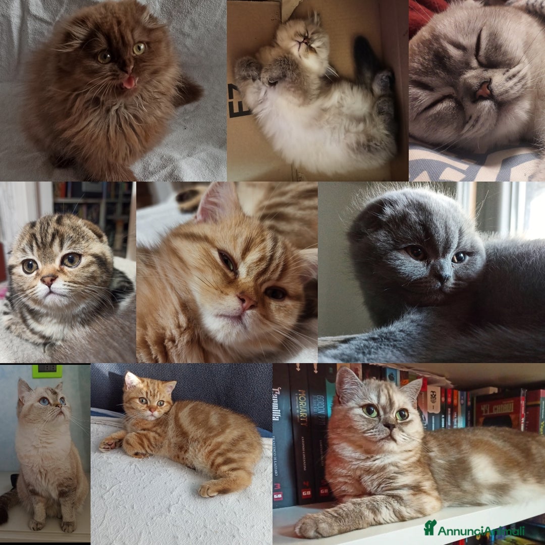 Immagine della galleria {{count}}