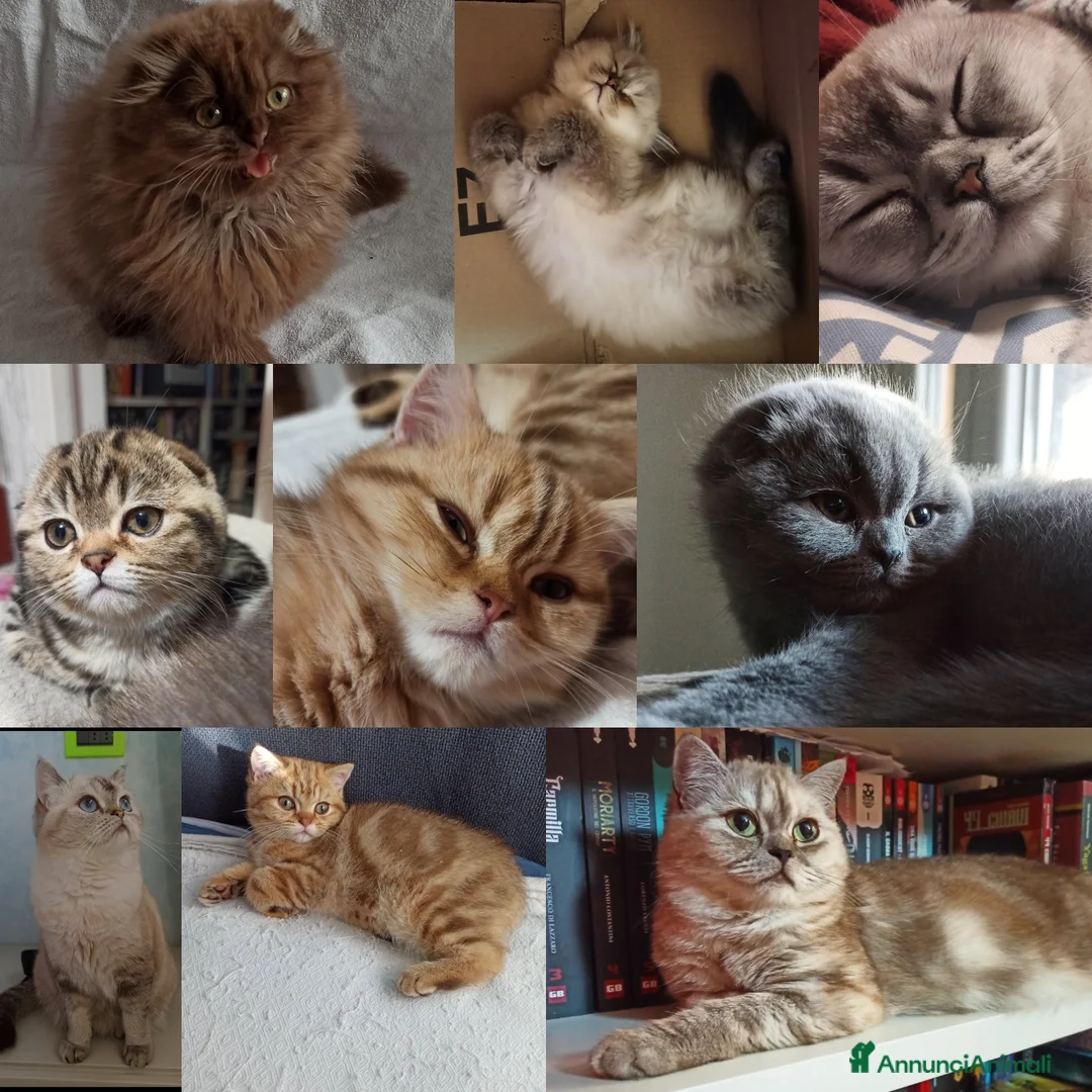 Immagine della galleria {{count}}