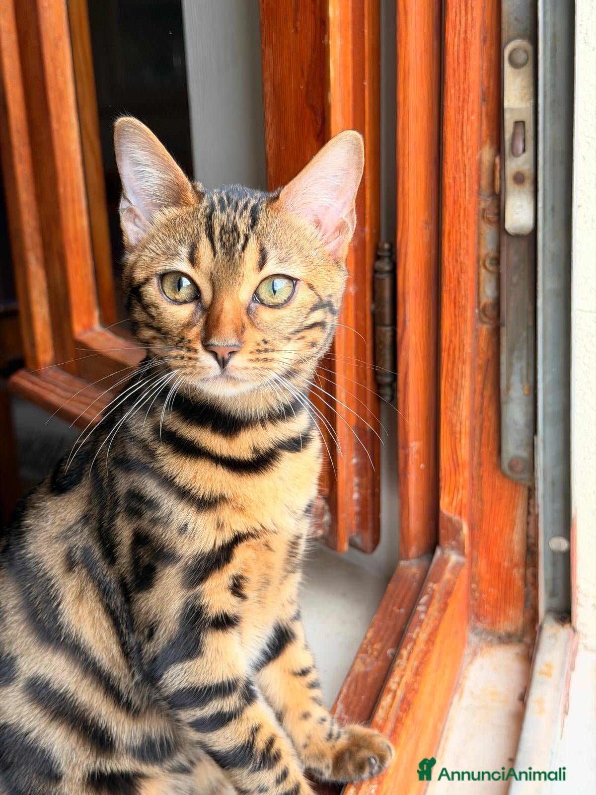 Bengala gatti Bengala  - Annuncio 1