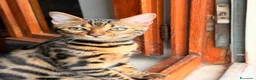 Bengala gatti in vendita: Bengala  - Annuncio 1