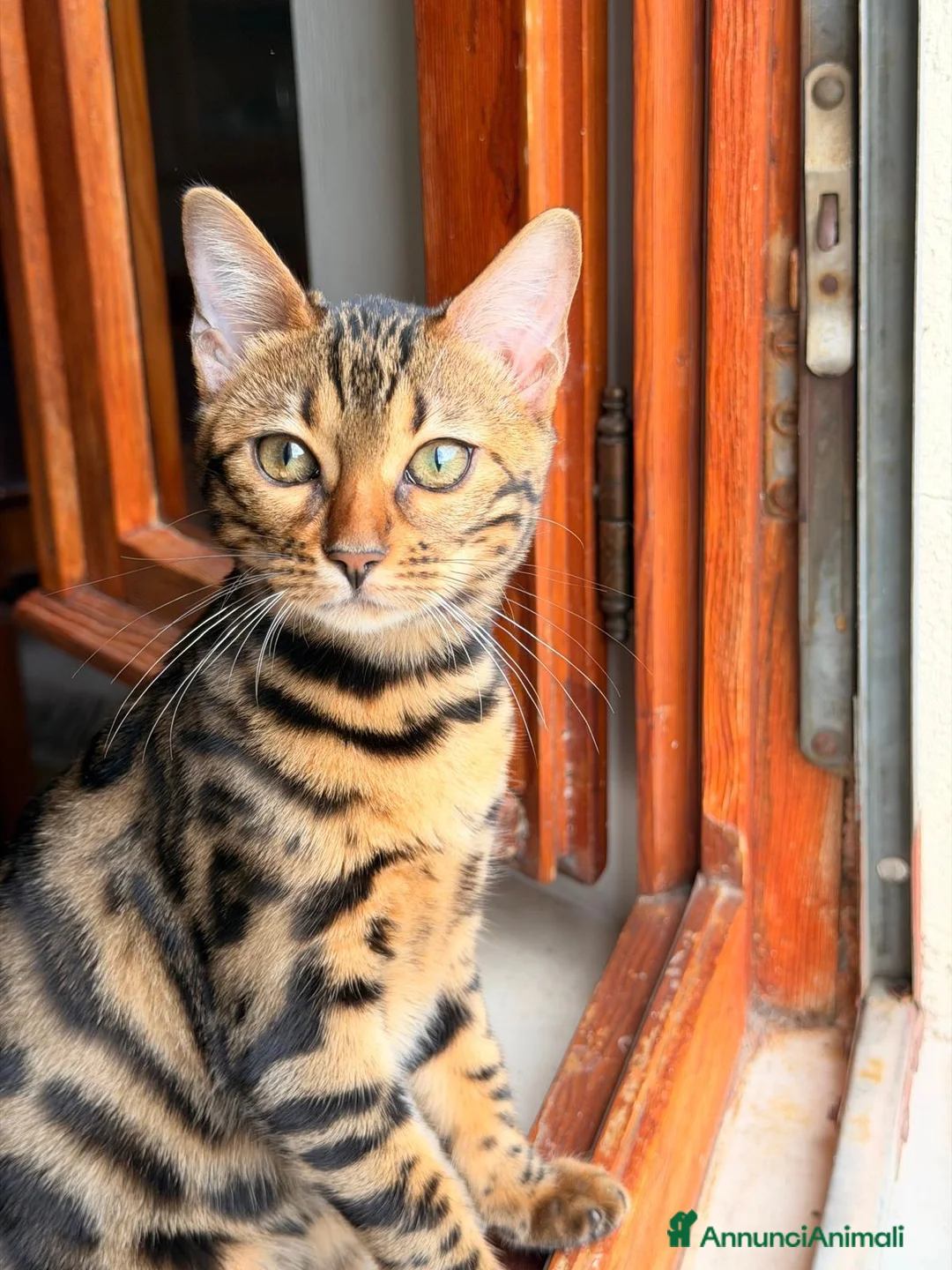 Bengala gatti in vendita: Bengala  - Annuncio 1