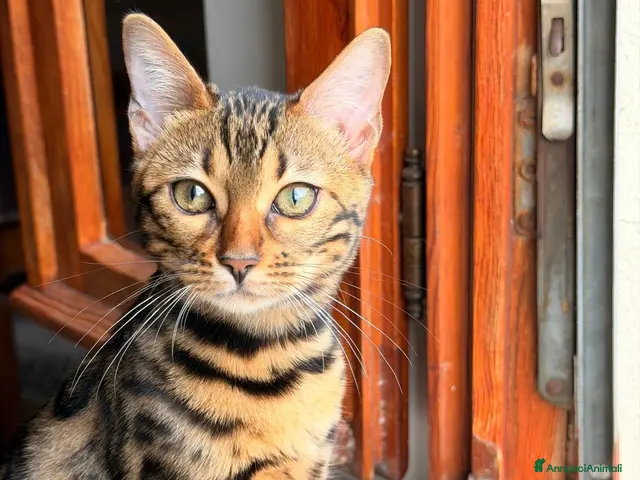 Bengala gatti Bengala - Annuncio 1