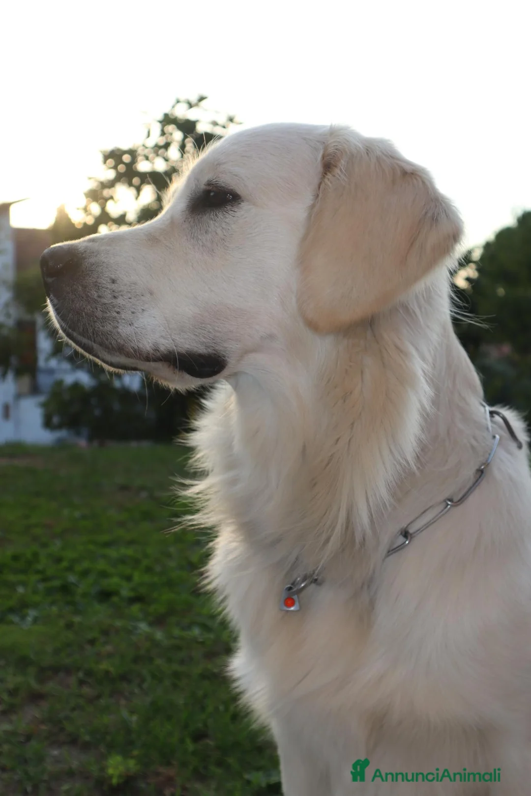 Golden Retriever cani per accoppiamento: ​Splendido Golden Retriever Maschio per Monta  a Provincia di Lecco - Annuncio 2