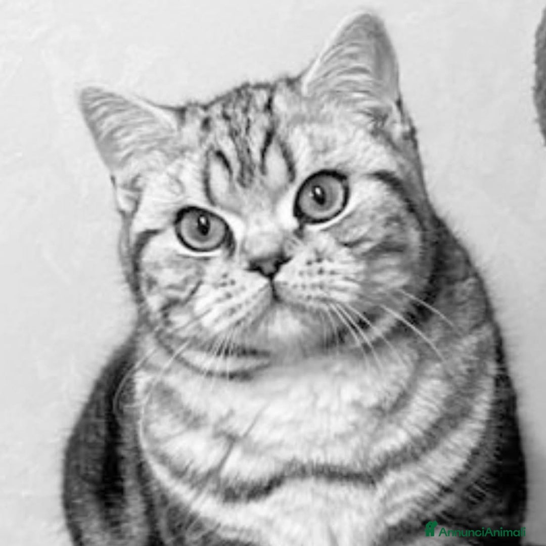 British gatti in vendita: British shorthair black silver tabby blotched  - Annuncio 9
