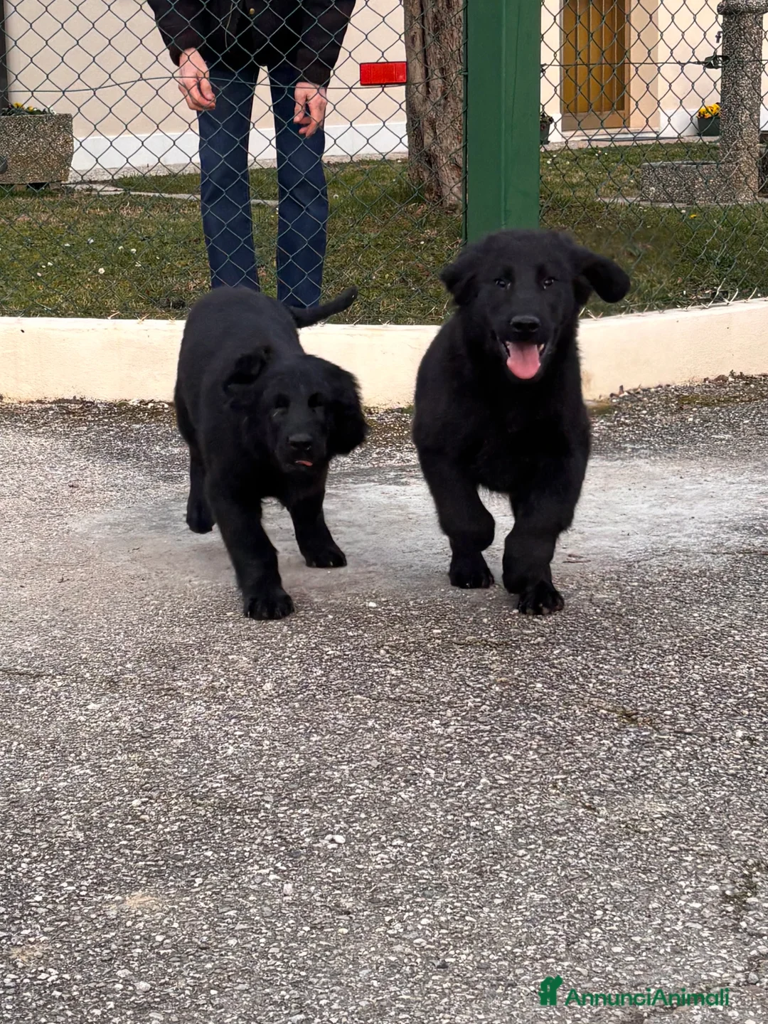 Flat Coated cani in vendita: Cuccioli Flat Coated Retriever - Annuncio 5