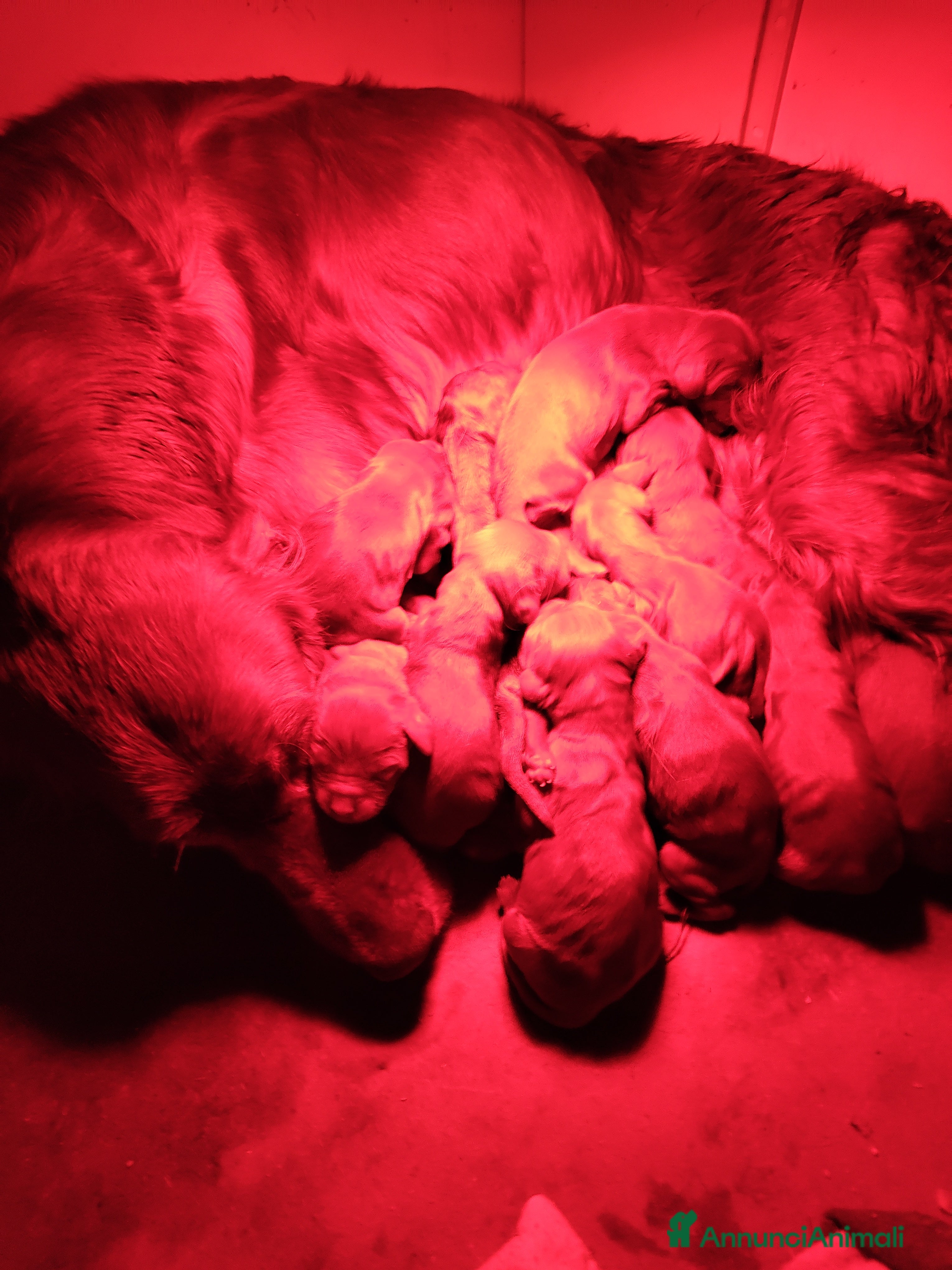 Setter Irlandese cani Setter Irlandese stupenda cucciolata  - Annuncio 2