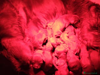 Setter Irlandese cani Setter Irlandese stupenda cucciolata - Annuncio 2