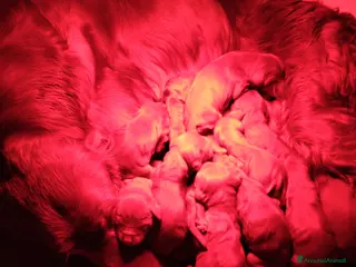 Setter Irlandese cani Setter Irlandese stupenda cucciolata - Annuncio 2