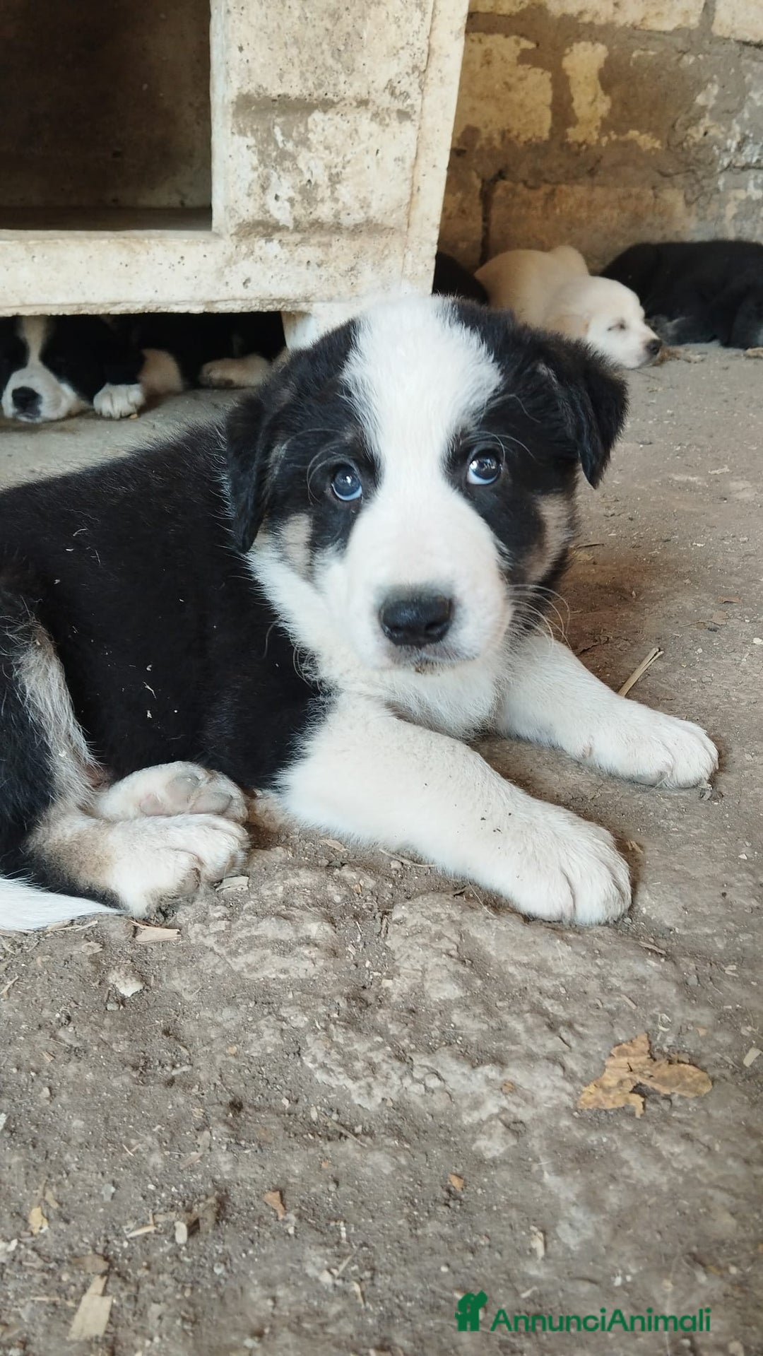 Altre razze cani in regalo: Cuccioli futura taglia media cercano adozioni  - Annuncio 3