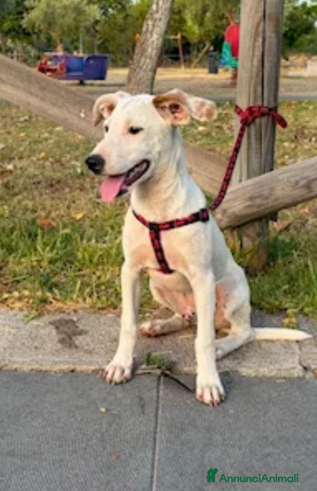 Meticcio cani Max sui 5mesi mollato legato 2mesi fa SOS SIRACUSA - Annuncio 11