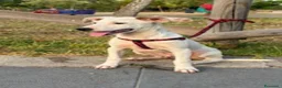 Meticcio cani in regalo: Max sui 5mesi mollato legato 2mesi fa SOS SIRACUSA - Annuncio 1