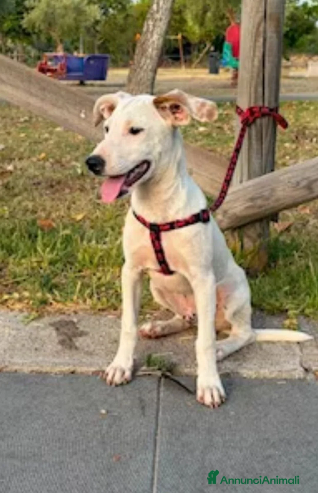 Meticcio cani in regalo: Max sui 5mesi mollato legato 2mesi fa SOS SIRACUSA - Annuncio 1