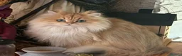 British gatti in vendita: Stupendi cuccioli di British  a Provincia di Perugia - Annuncio 10