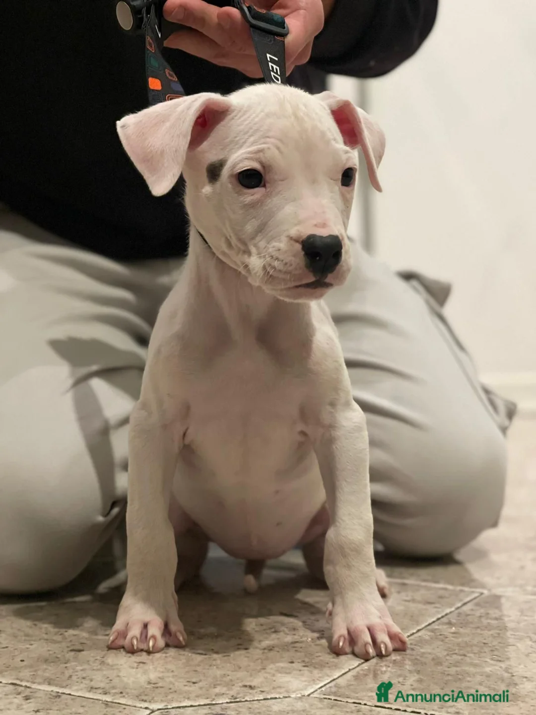 Dogo Argentino cani in vendita: CUCCIOLI DI DOGO ARGENTINO - Annuncio 5