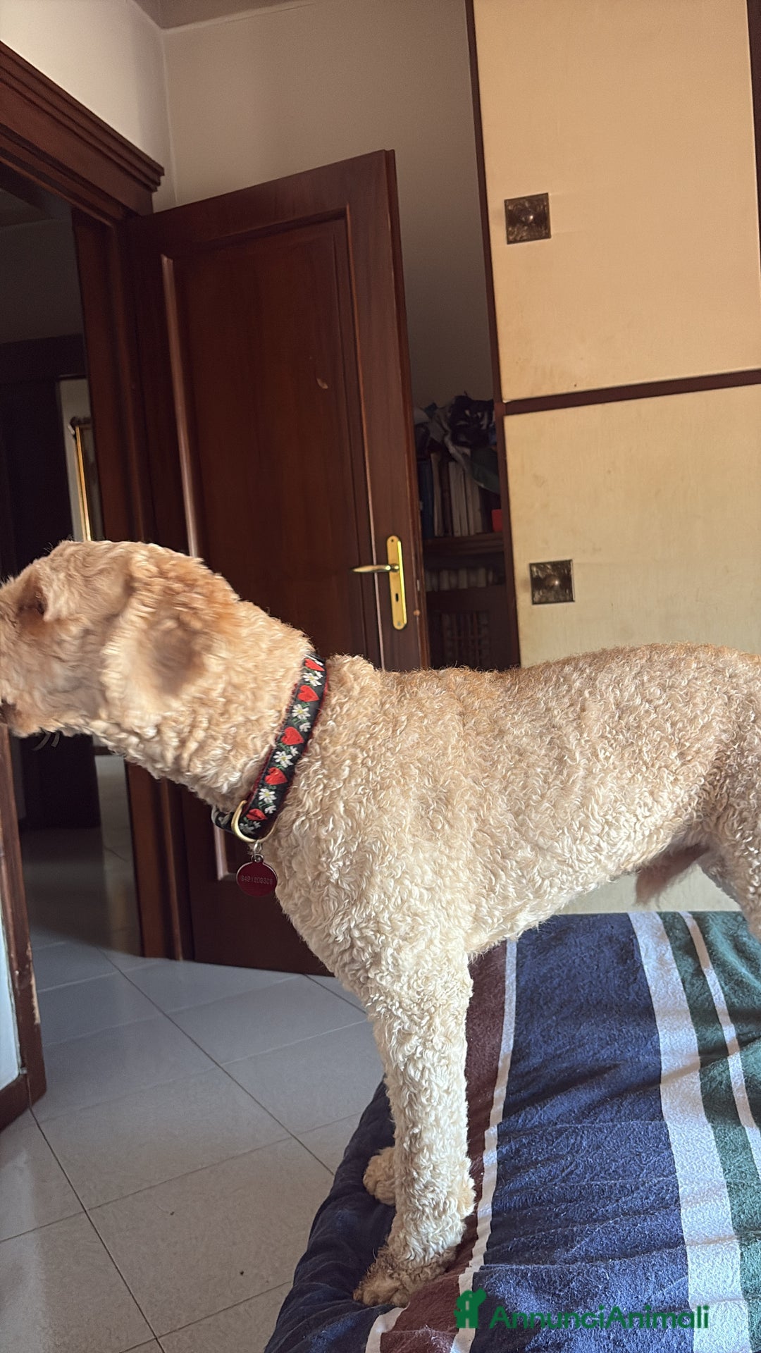 Lagotto cani per accoppiamento: Lagotto cerca fidanzata  a Provincia di Avellino - Immagine 2
