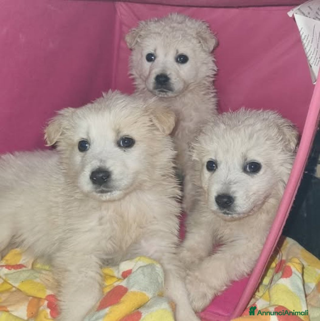 Meticcio cani in regalo: Birillo, White e Birba 💗 - Annuncio 1