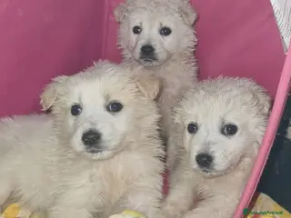 Meticcio cani Birillo, White e Birba 💗 - Annuncio 10