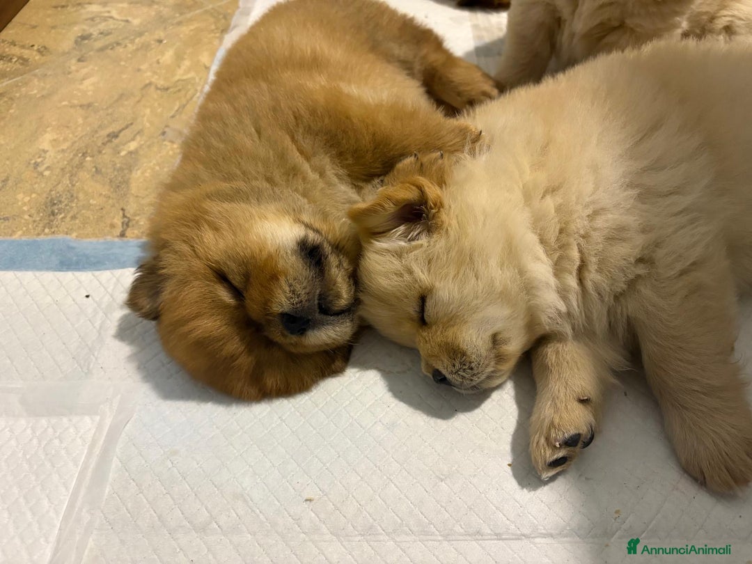 Chow Chow cani in vendita: Cuccioli di Chow Chow  - Annuncio 3