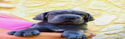 Alano cani in vendita: Alani cuccioli Blu - Annuncio 5