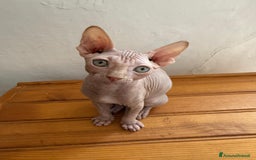 Sphynx gatti in vendita: Sphynx in vendita a Provincia di Ancona - Immagine 3