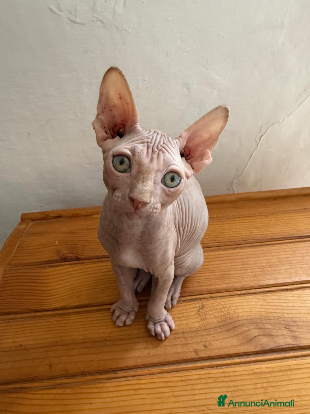 Sphynx gatti in vendita: Sphynx in vendita a Provincia di Ancona - Immagine 3