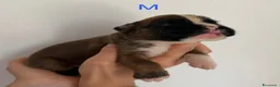 Boxer cani in vendita: Cuccioli di boxer a Provincia di Padova - Annuncio 2