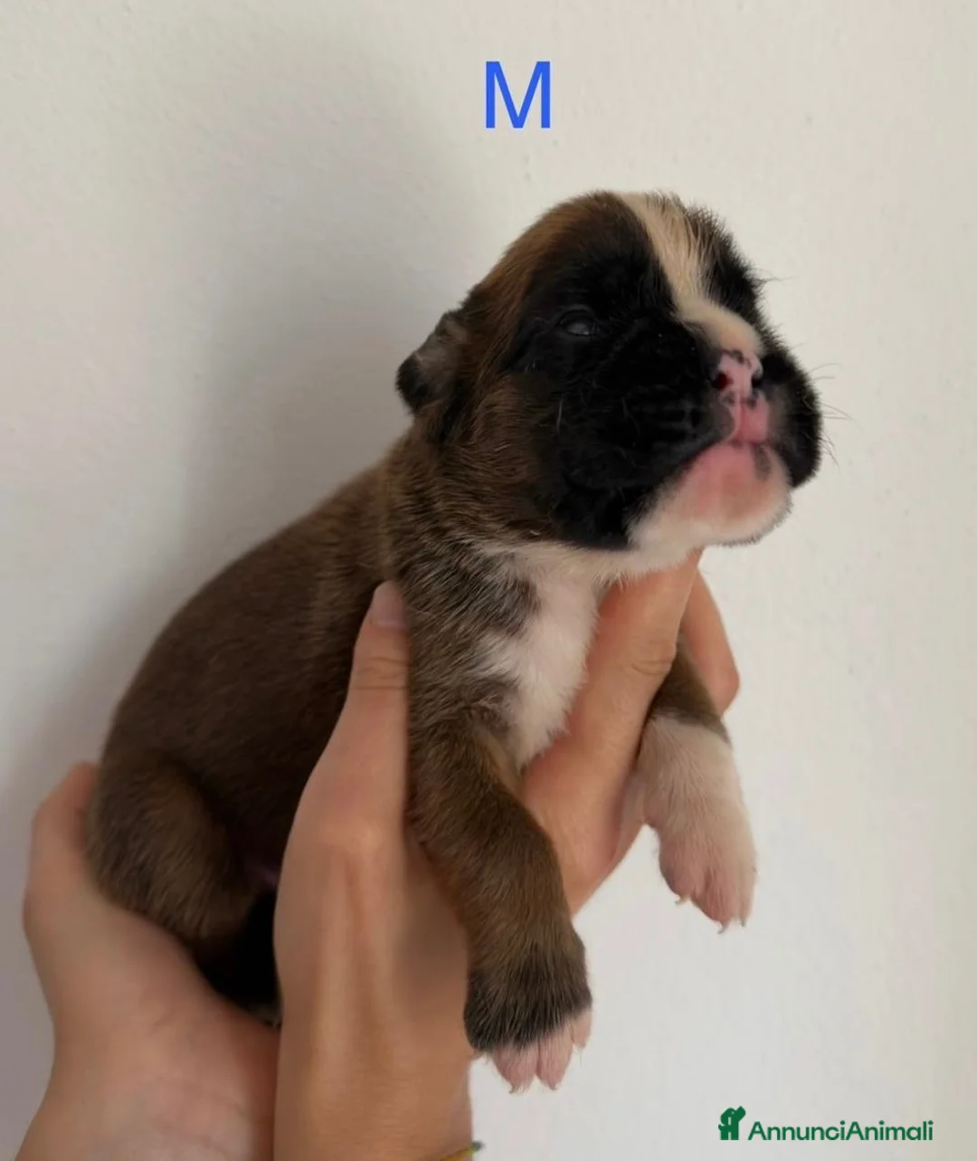 Boxer cani in vendita: Cuccioli di boxer a Provincia di Padova - Annuncio 2