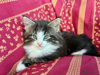 Norvegese gatti cucciolo norvegese delle foreste - Annuncio 4