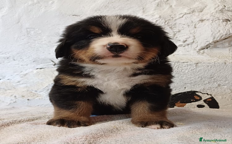 Bovaro del Bernese cani - Annuncio 1