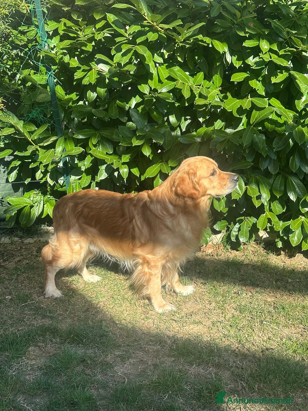Golden Retriever cani per accoppiamento: Cerco fidanzata - Annuncio 2