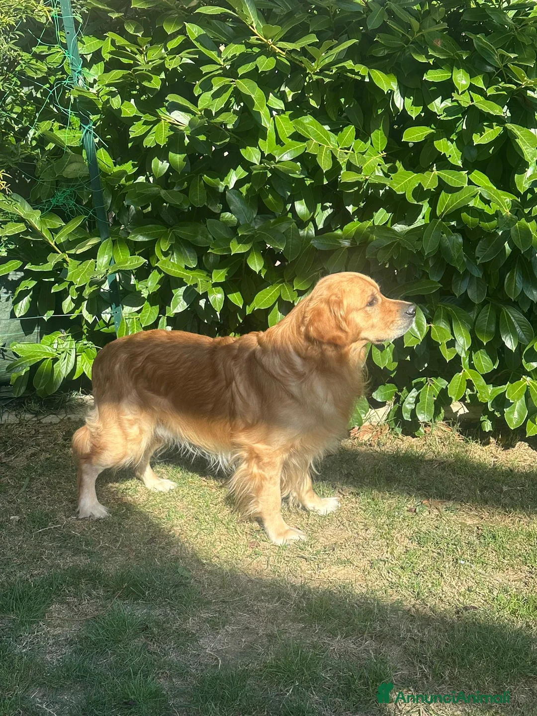 Golden Retriever cani per accoppiamento: Cerco fidanzata - Annuncio 2