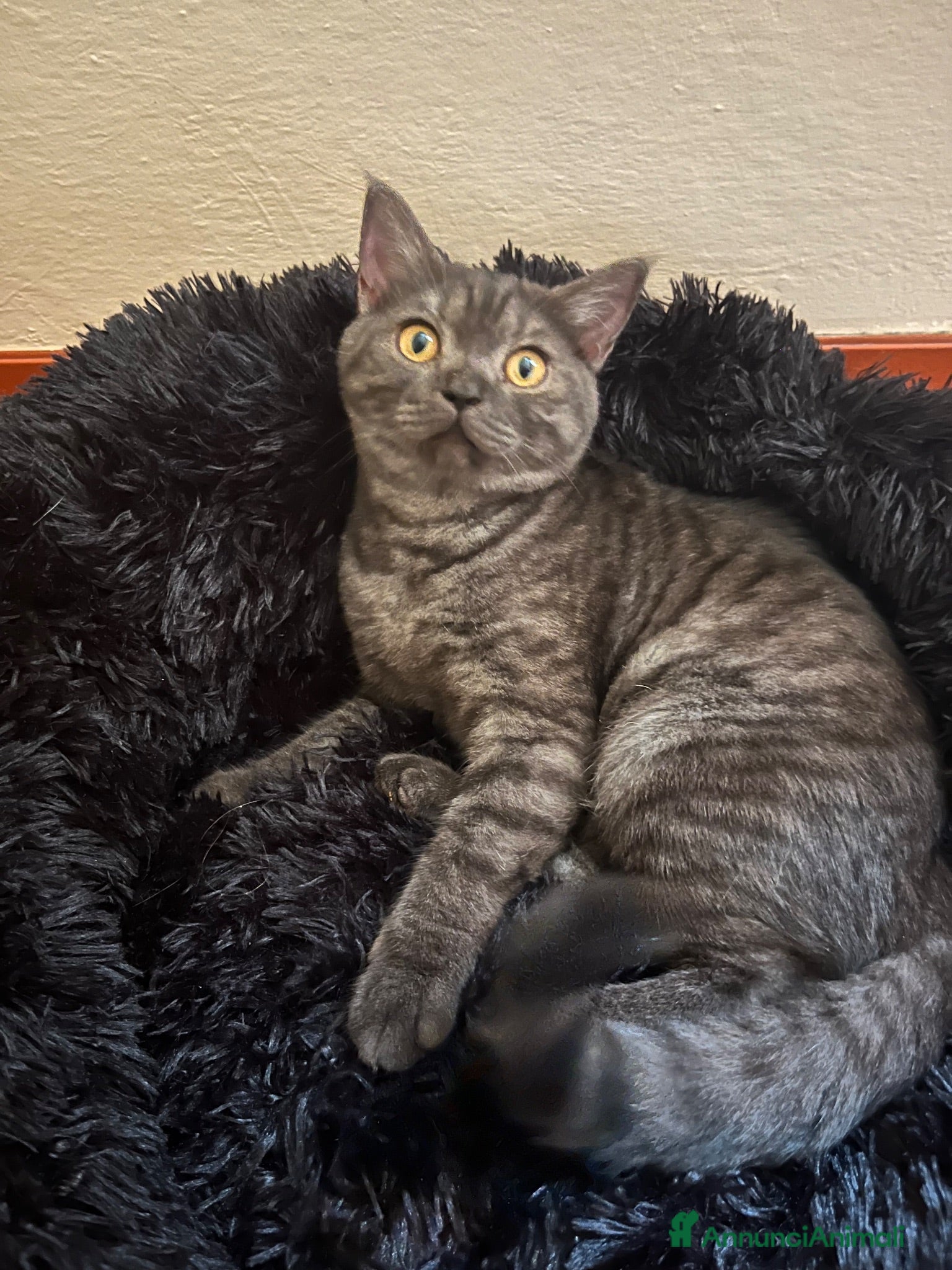 Scottish gatti cucciola di scottish straigh+kit - Annuncio 8