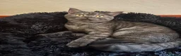 Scottish gatti in vendita: cucciola di scottish straigh+kit - Annuncio 1