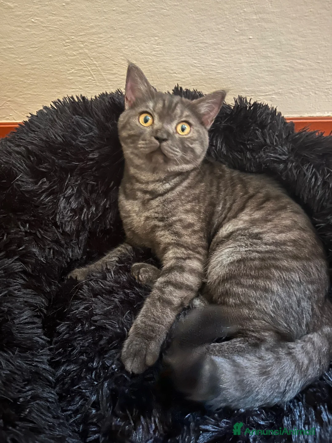 Scottish gatti in vendita: cucciola di scottish straigh+kit - Annuncio 1