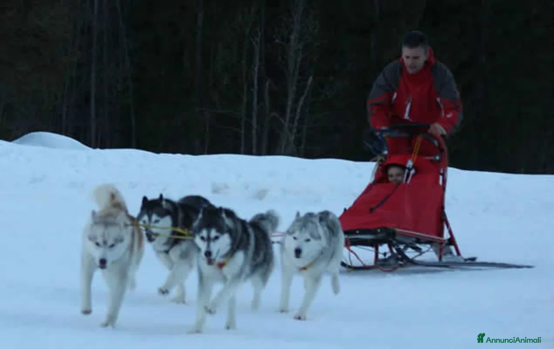 Immagine della galleria {{count}}