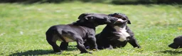 Pitbull cani in vendita: Allevamento dispone di cuccioli di Pit Bull - Annuncio 5