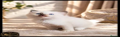 Ragdoll 2